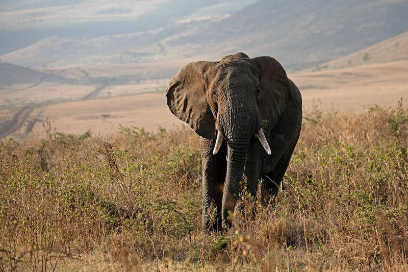 Environmental Conservation Ideas